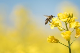 Saving the Bees with Big Data Analytics and AI